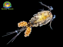 COPEPODA
