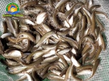 CÁ ĐỐI MỤC GIỐNG