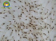 TÔM THẺ GIỐNG