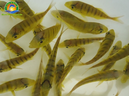 CÁ BÈ VÀNG GIỐNG 