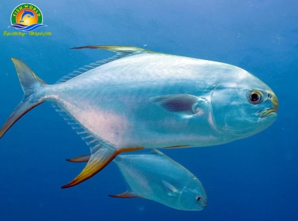 CÁ BIỂN THƯƠNG PHẨM