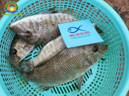 CÁ LÙ GÁY GIỐNG