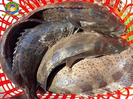 CÁ BIỂN THƯƠNG PHẨM