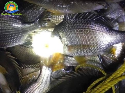 CÁ BIỂN THƯƠNG PHẨM