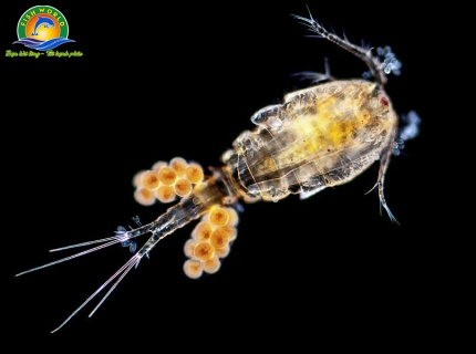 COPEPODA