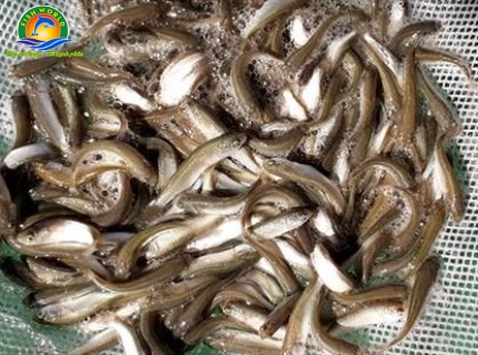 CÁ ĐỐI MỤC GIỐNG