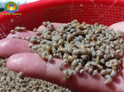 ỐC HƯƠNG GIỐNG