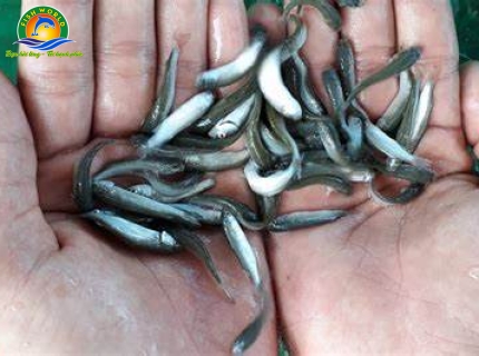CÁ ĐỐI MỤC GIỐNG