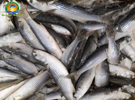 CÁ ĐỐI MỤC GIỐNG