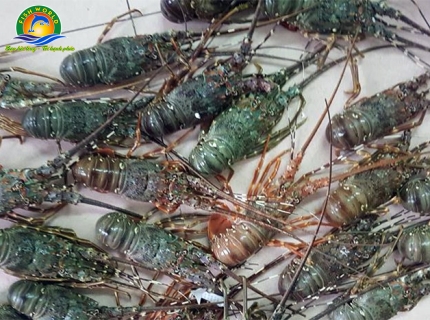 TÔM HÙM THƯƠNG PHẨM
